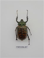 藏品(長臂金龜)的圖片